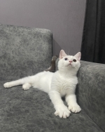 Cute Cat6