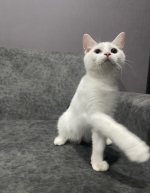 Cute Cat6