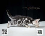 Cute Cat5