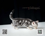 Cute Cat3