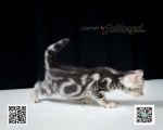 Cute Cat5
