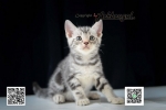 Cute Cat5