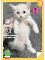 Cute Cat1
