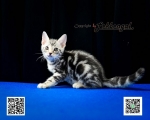 Cute Cat1