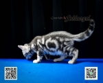 Cute Cat1