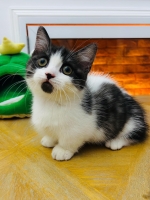 Cute Cat10