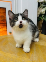 Cute Cat1