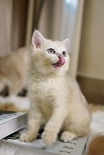 Cute Cat10