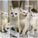 Cute Cat9