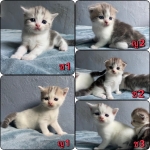 Cute Cat8
