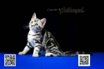 Cute Cat7