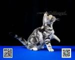 Cute Cat3