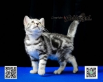 Cute Cat7