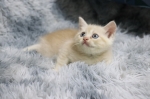 Cute Cat2