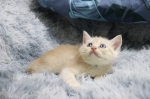 Cute Cat6