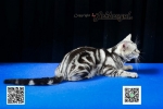 Cute Cat4