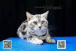 Cute Cat4