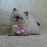 Cute Cat2