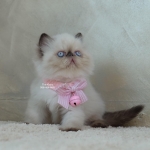 Cute Cat3