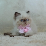 Cute Cat3