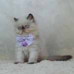 Cute Cat1