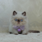 Cute Cat2