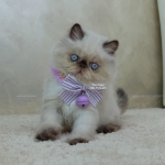 Cute Cat2