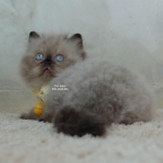 Cute Cat1