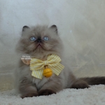 Cute Cat1