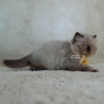 Cute Cat10