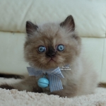 Cute Cat9