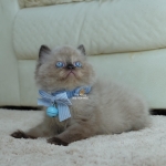 Cute Cat10