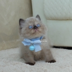 Cute Cat10