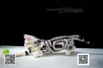 Cute Cat8
