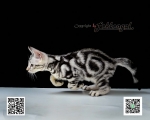 Cute Cat9