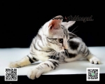 Cute Cat9