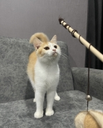 Cute Cat8
