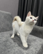 Cute Cat7