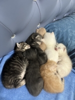 Cute Cat5
