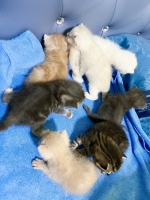 Cute Cat6