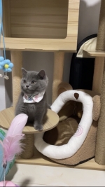 Cute Cat5