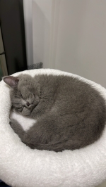 Cute Cat5