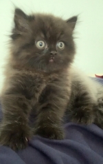 Cute Cat2