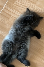 Cute Cat2
