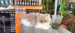 Cute Cat9