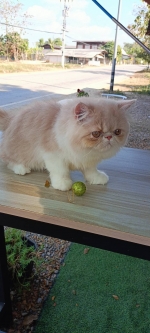 Cute Cat10