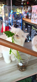 Cute Cat10