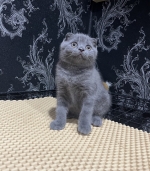 Cute Cat9