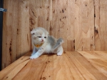 Cute Cat8