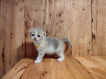 Cute Cat8